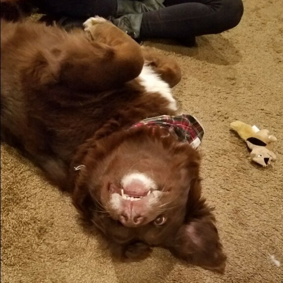 Meet your Posher, Adriana - Picture 2 of 2