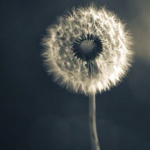 Meet your Posher, Cat