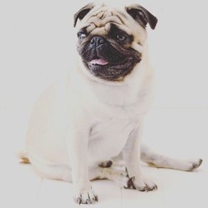 Meet your Posher, Johnny