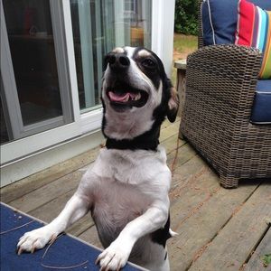 Meet your Posher, Steve