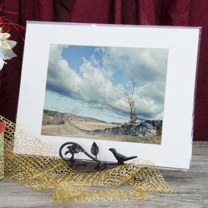 Dead Tree and Stone Wall Wall Art Landscape Photo