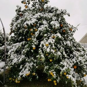 Meet your Posher, Srivatcha