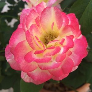 Meet your Posher, Jess