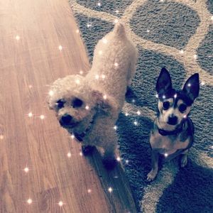 Meet your Posher, Monique