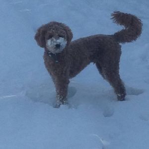 Meet your Posher, Heidi