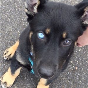 Meet your Posher, Jesus