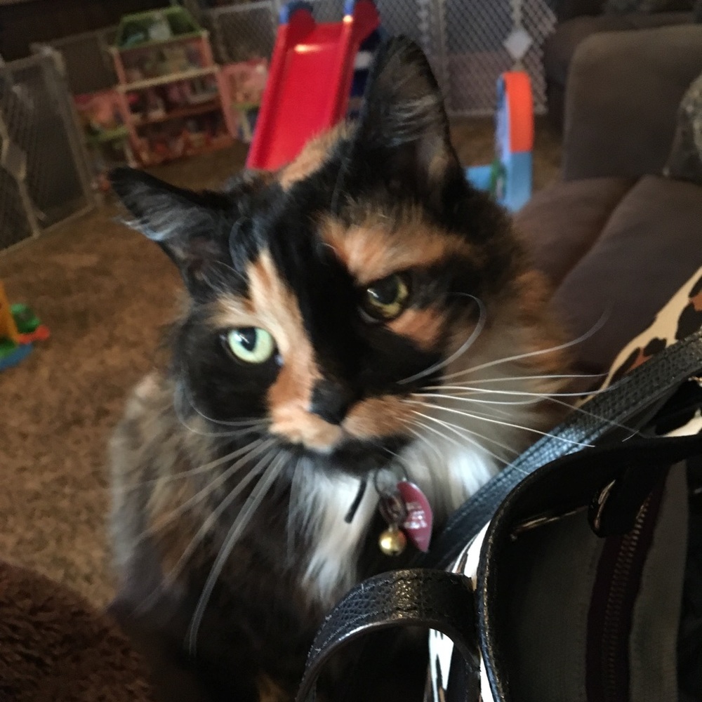 Meet your Posher, Rachel