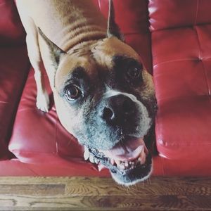 Meet your Posher, Joel