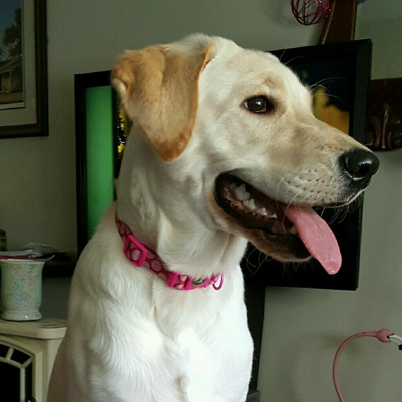 Meet your Posher, Patsy - Picture 1 of 1