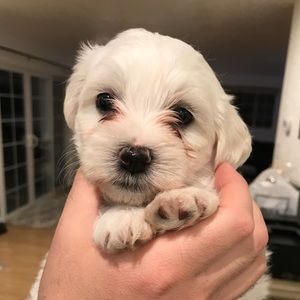 Meet your Posher, Patty