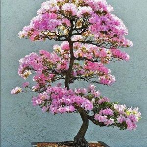 Meet your Posher, Mona