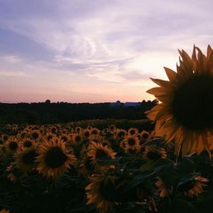 Meet your Posher, Benedetta