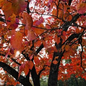 Meet your Posher, Mackenzie