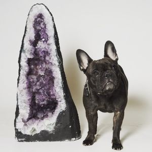 Meet your Posher, Sang