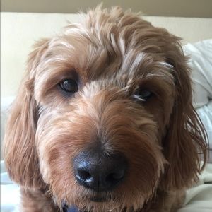 Meet your Posher, Jake
