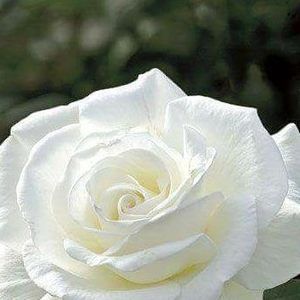 Meet your Posher, Theresa