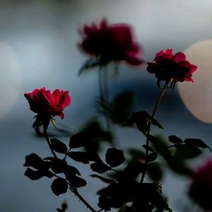 Meet your Posher, Kenya