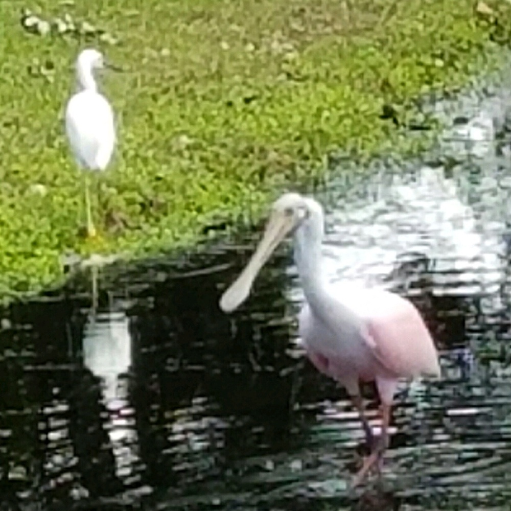 Meet your Posher, Leslie