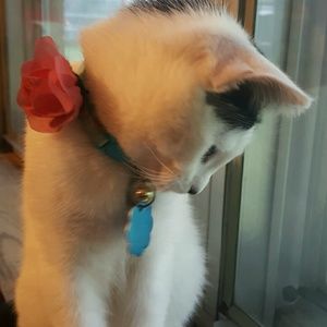 Meet your Posher, Laura