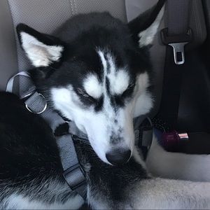 Meet your Posher, Carter