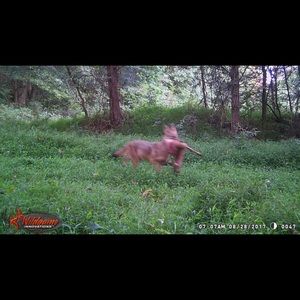 Meet your Posher, Wayne