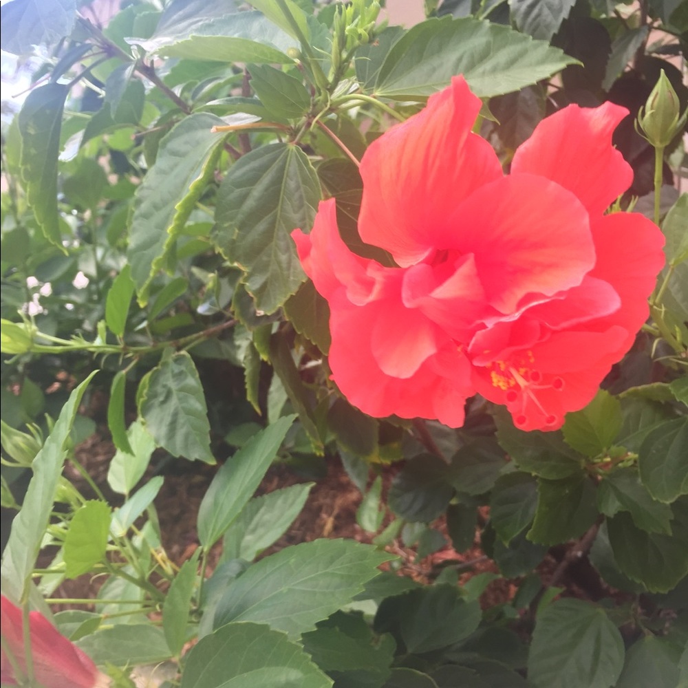 Meet your Posher, Marena