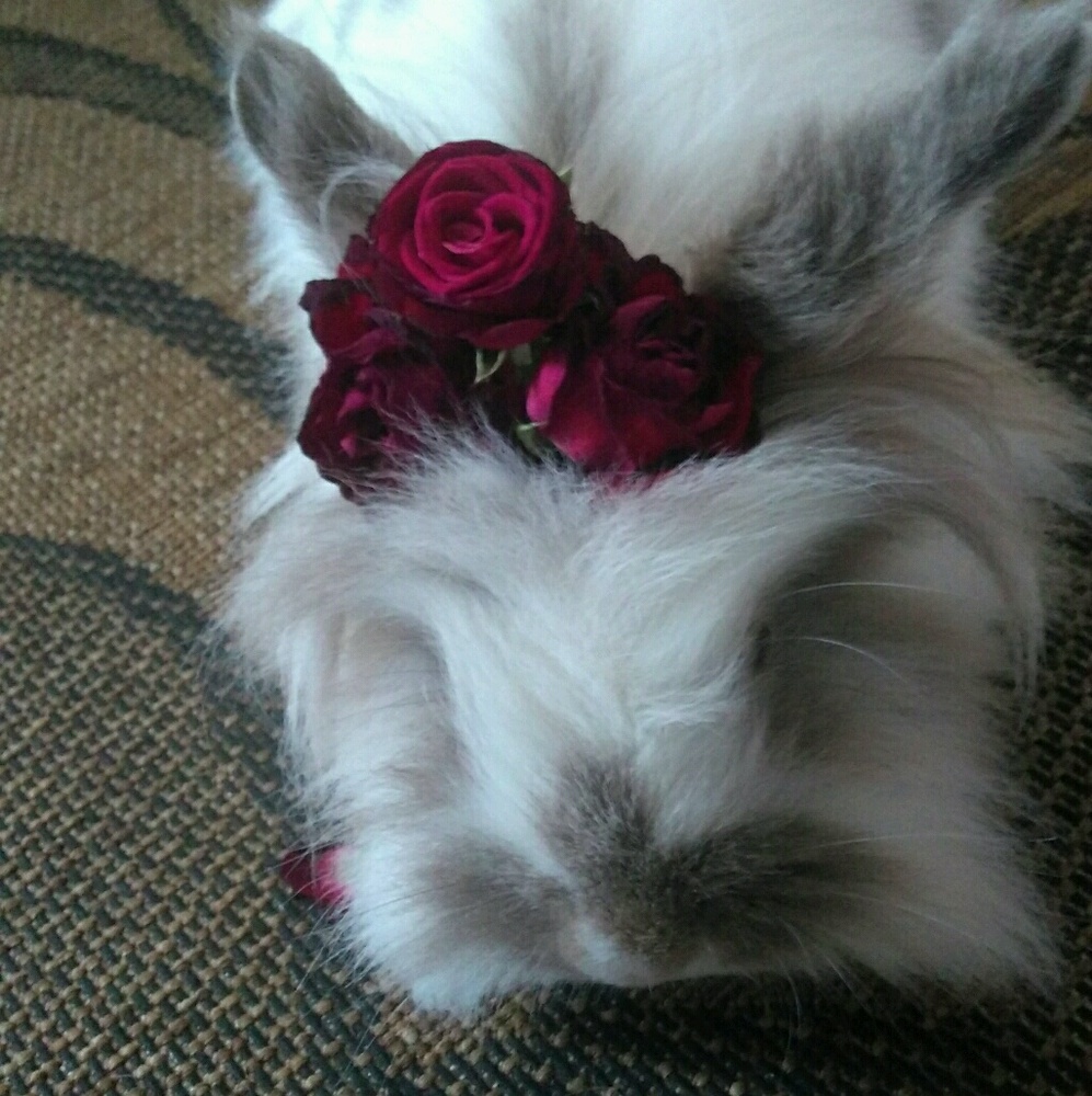 Meet your Posher, Danille