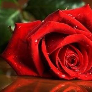 Meet your Posher, Ikran