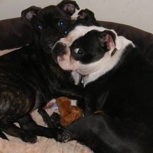 Meet your Posher, Bobetta