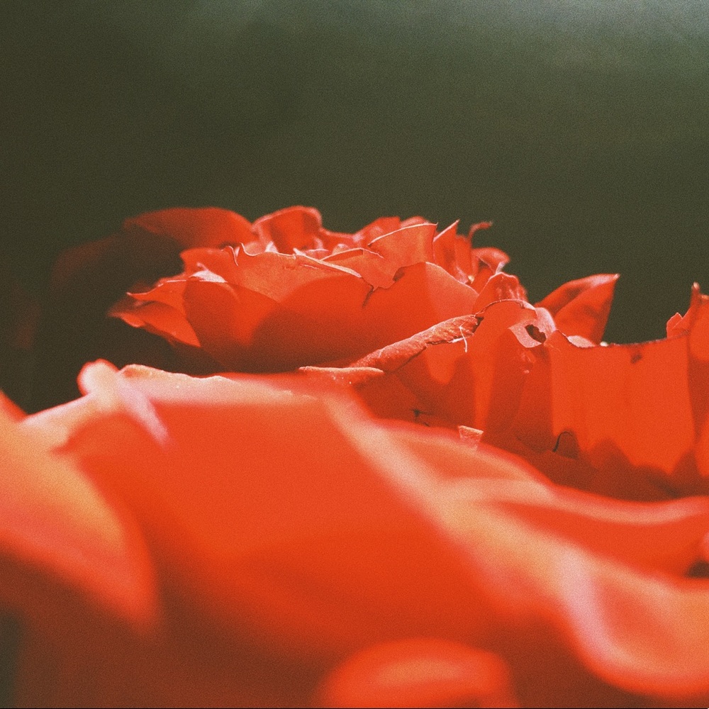 Meet your Posher, Elle