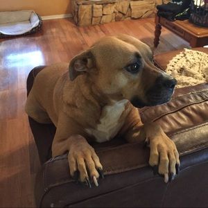 Meet your Posher, Bailey