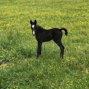 Meet your Posher, Vickie