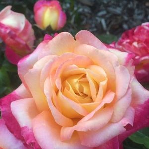 Meet your Posher, Leann