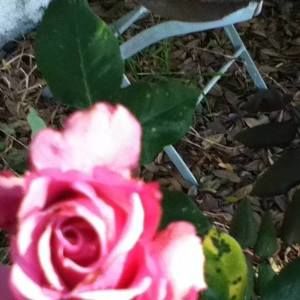 Meet your Posher, Angelette