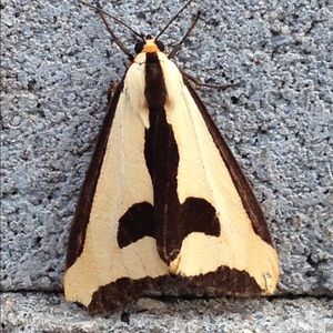 Meet your Posher, Corey