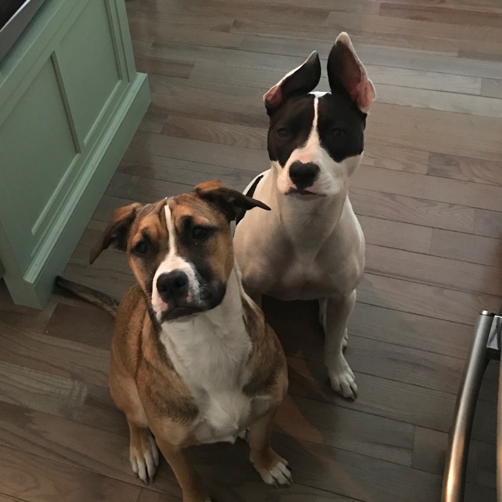 Meet your Posher, David