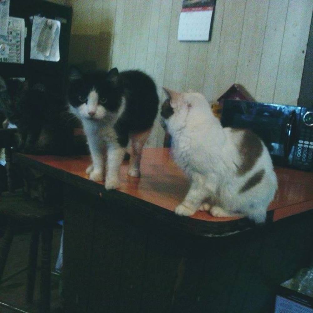 Meet your Posher, Patricia