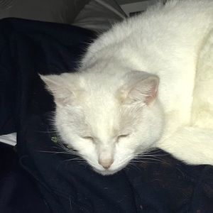 Meet your Posher, Lora