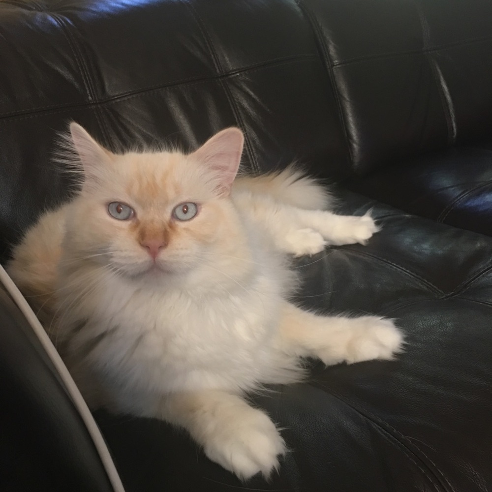 Meet your Posher, Evelyn