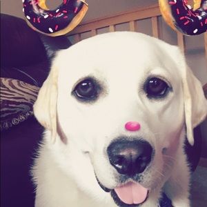 Meet your Posher, Lily