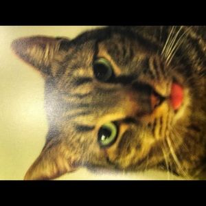 Meet your Posher, Amelia