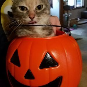 Meet your Posher, Lynda