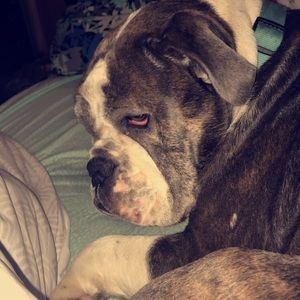 Meet your Posher, Shelby