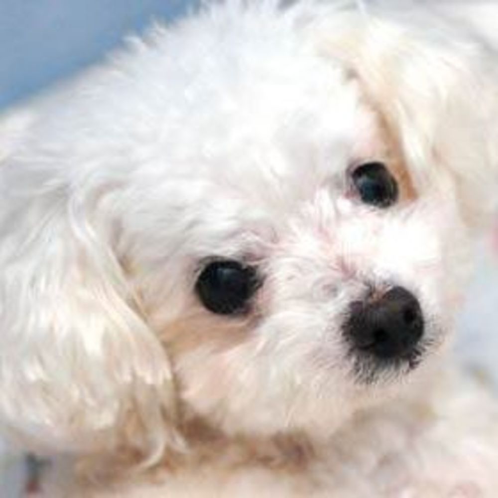 Meet your Posher, Adri