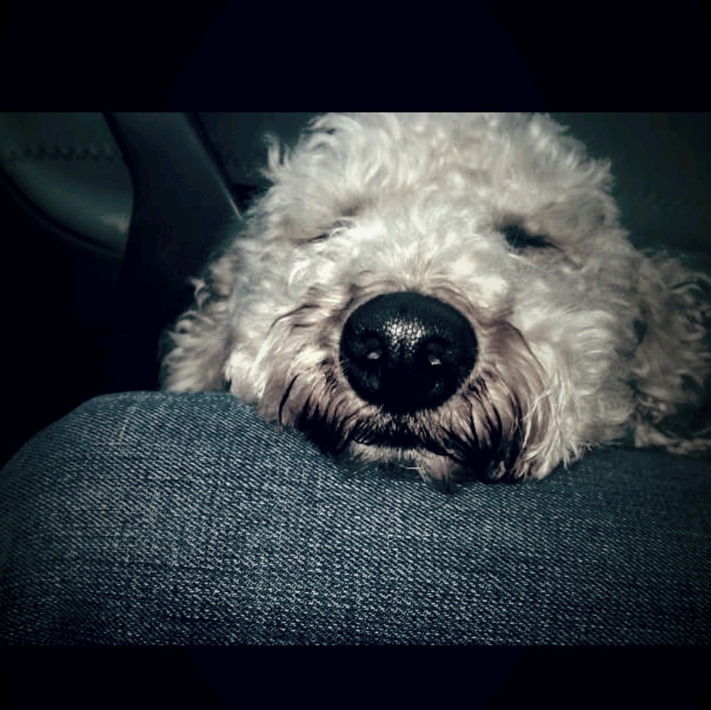 Meet your Posher, Denise