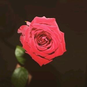 Meet your Posher, Roderick