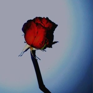 Meet your Posher, Chrysty