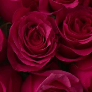 Meet your Posher, Lacie