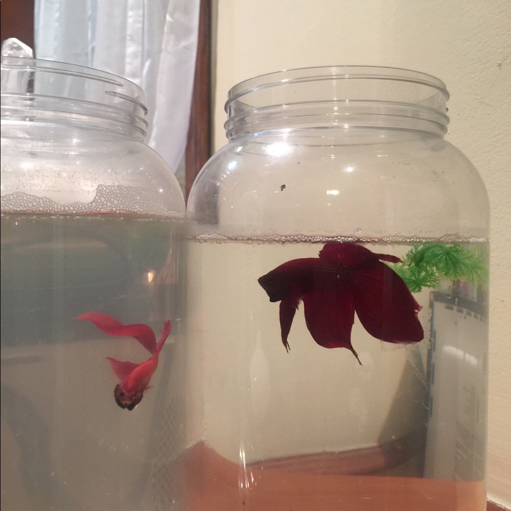 Meet your Posher, Santo