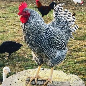 Meet your Posher, Patricia